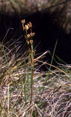 APII jpeg image of Aciphylla  © contact APII