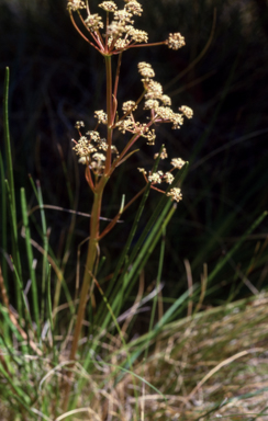 APII jpeg image of Aciphylla simplicifolia  © contact APII