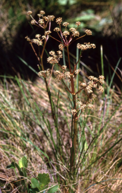 APII jpeg image of Aciphylla  © contact APII