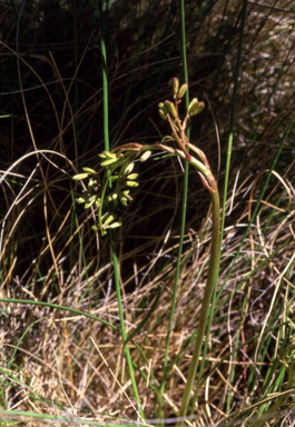 APII jpeg image of Aciphylla  © contact APII