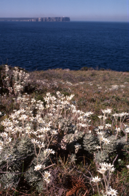 APII jpeg image of Actinotus helianthi  © contact APII