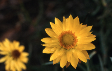 APII jpeg image of Xerochrysum viscosum  © contact APII