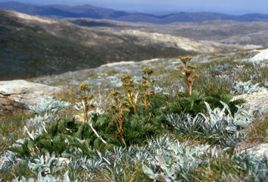 APII jpeg image of Aciphylla glacialis  © contact APII