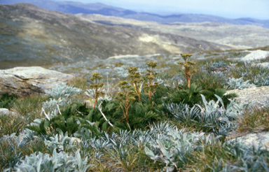 APII jpeg image of Aciphylla glacialis  © contact APII