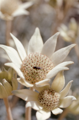 APII jpeg image of Actinotus helianthi  © contact APII