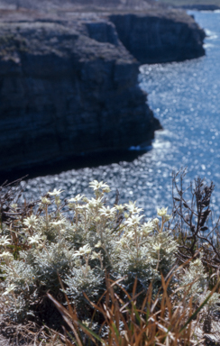 APII jpeg image of Actinotus helianthi  © contact APII