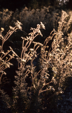 APII jpeg image of Actinotus helianthi  © contact APII