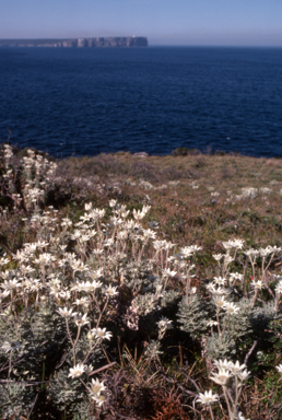 APII jpeg image of Actinotus helianthi  © contact APII