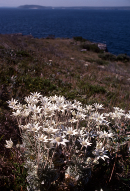 APII jpeg image of Actinotus helianthi  © contact APII