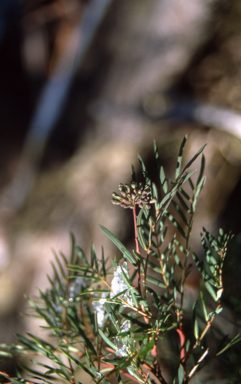 APII jpeg image of Polyscias sambucifolia  © contact APII