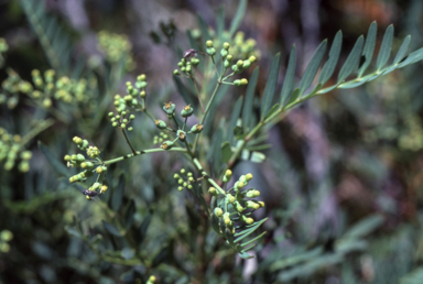APII jpeg image of Polyscias sambucifolia  © contact APII