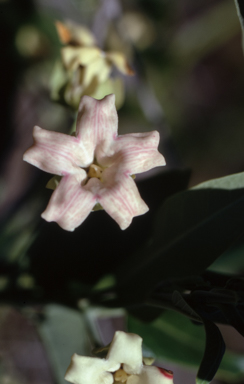 APII jpeg image of Araujia sericifera  © contact APII