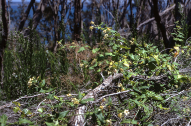 APII jpeg image of Araujia sericifera  © contact APII