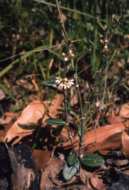 APII jpeg image of Leichhardtia suaveolens  © contact APII