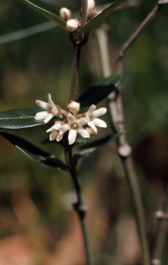 APII jpeg image of Leichhardtia suaveolens  © contact APII