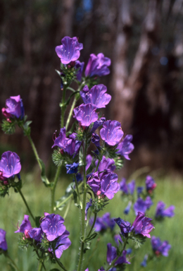 APII jpeg image of Echium plantagineum  © contact APII