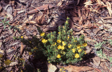 APII jpeg image of Hibbertia calycina  © contact APII