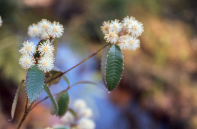 APII jpeg image of Callicoma serratifolia  © contact APII