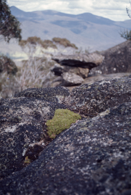 APII jpeg image of Scleranthus biflorus  © contact APII