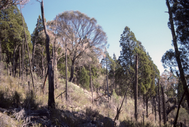 APII jpeg image of Callitris  © contact APII