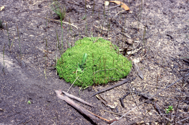 APII jpeg image of Scleranthus biflorus  © contact APII