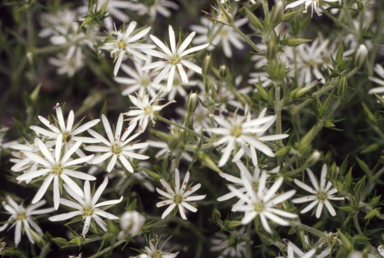 APII jpeg image of Stellaria pungens  © contact APII