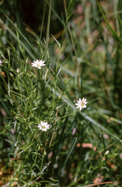 APII jpeg image of Stellaria angustifolia  © contact APII