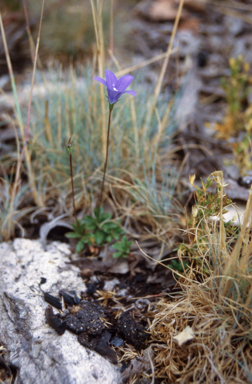 APII jpeg image of Wahlenbergia multicaulis  © contact APII