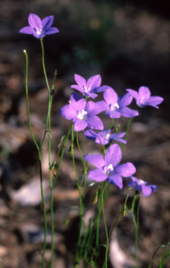 APII jpeg image of Wahlenbergia capillaris  © contact APII