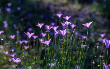 APII jpeg image of Wahlenbergia capillaris  © contact APII