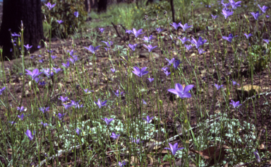APII jpeg image of Wahlenbergia capillaris  © contact APII