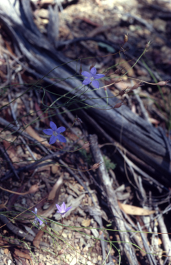 APII jpeg image of Wahlenbergia  © contact APII