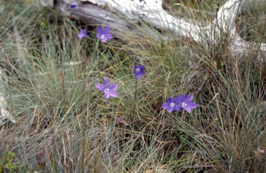 APII jpeg image of Wahlenbergia gloriosa  © contact APII