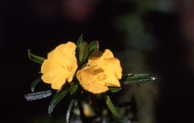 APII jpeg image of Hibbertia diffusa  © contact APII