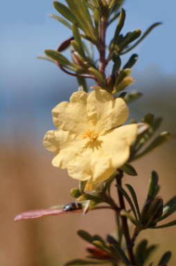 APII jpeg image of Hibbertia obtusifolia  © contact APII