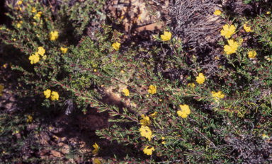 APII jpeg image of Hibbertia calycina  © contact APII