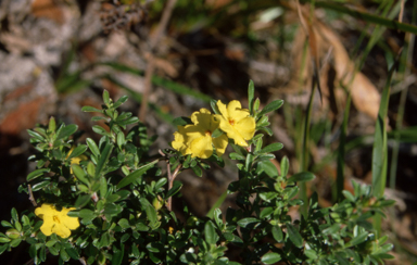 APII jpeg image of Hibbertia scandens  © contact APII