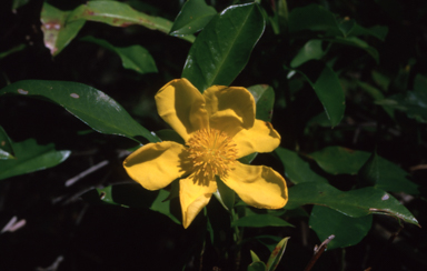 APII jpeg image of Hibbertia scandens  © contact APII