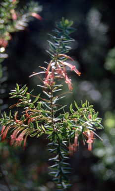 APII jpeg image of Styphelia triflora  © contact APII