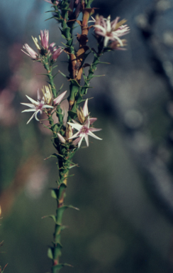 APII jpeg image of Sprengelia incarnata  © contact APII