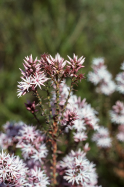 APII jpeg image of Sprengelia incarnata  © contact APII