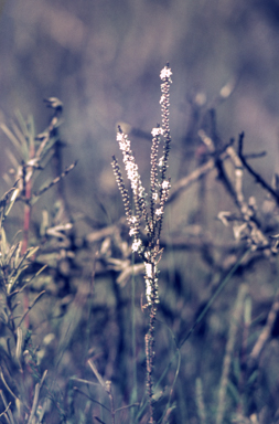 APII jpeg image of Epacris microphylla  © contact APII
