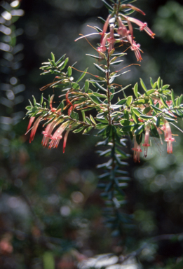 APII jpeg image of Styphelia triflora  © contact APII