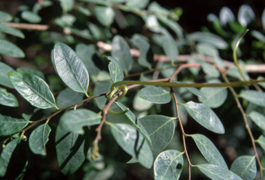 APII jpeg image of Breynia oblongifolia  © contact APII
