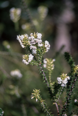 APII jpeg image of Woollsia pungens  © contact APII