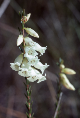 APII jpeg image of Epacris obtusifolia  © contact APII