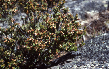 APII jpeg image of Epacris robusta  © contact APII