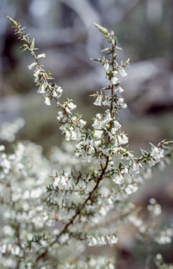 APII jpeg image of Styphelia fletcheri  © contact APII