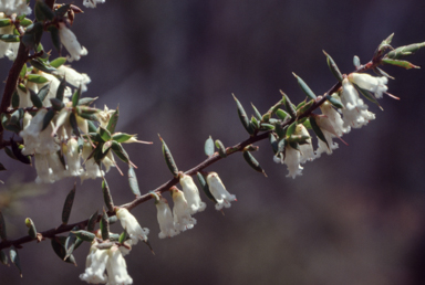 APII jpeg image of Styphelia fletcheri  © contact APII