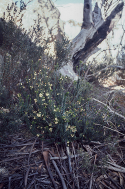 APII jpeg image of Epacris robusta  © contact APII